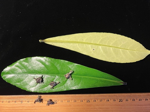 Isodendrion longifolium observed 2022-12-23