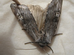 Lithomoia germana