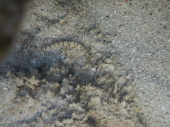 Corythoichthys flavofasciatus