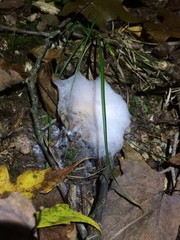 Hypomyces armeniacus