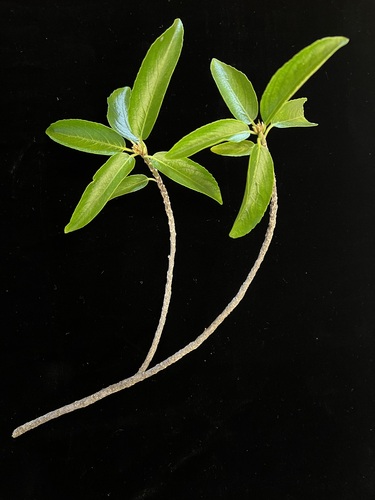 Isodendrion pyrifolium observed 2022-03-24