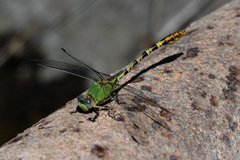 Erpetogomphus crotalinus