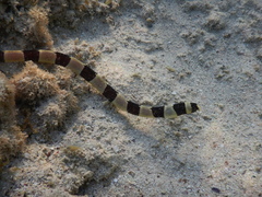 Myrichthys colubrinus