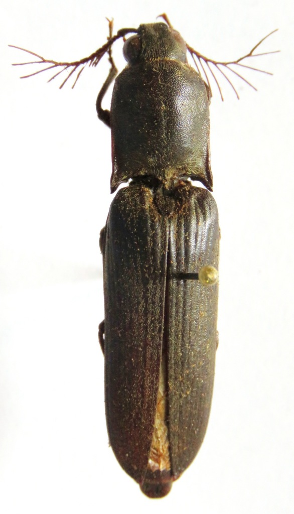 Pseudotetralobus murrayi