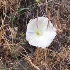 Calystegia occidentalis