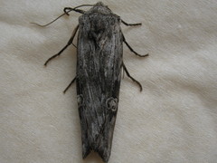 Lithomoia germana