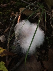 Hypomyces armeniacus