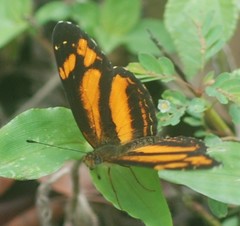 Castilia eranites