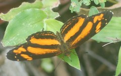 Castilia eranites
