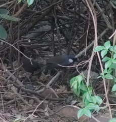 Pterorhinus chinensis