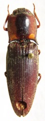 Pyrearinus amplicollis