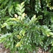 Dendrophyllanthus platycalyx - Photo (c) adurbano, μερικά δικαιώματα διατηρούνται (CC BY-NC)