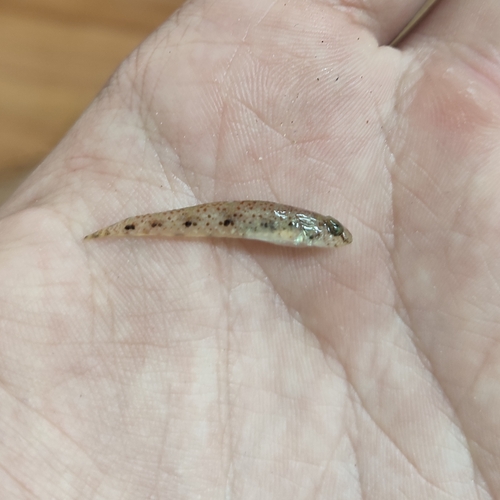 Indo-Pacific tropical sand goby (Favonigobius reichei) — Gobiidae — 2