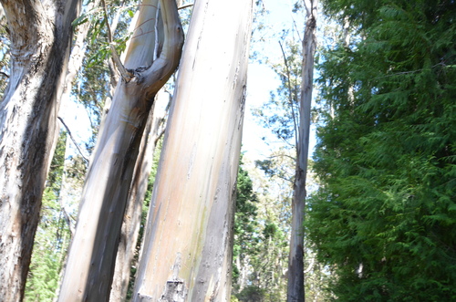 Eucalyptus saligna observed 2023-03-09