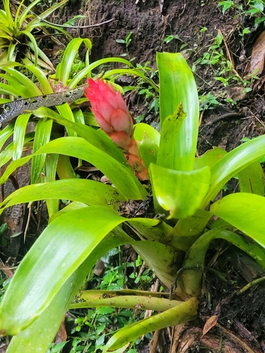 Guzmania osyana, photograph 4
