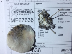 Hypomyces armeniacus