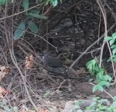 Pterorhinus chinensis