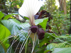 Tacca integrifolia