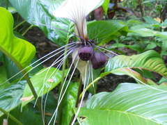 Tacca integrifolia