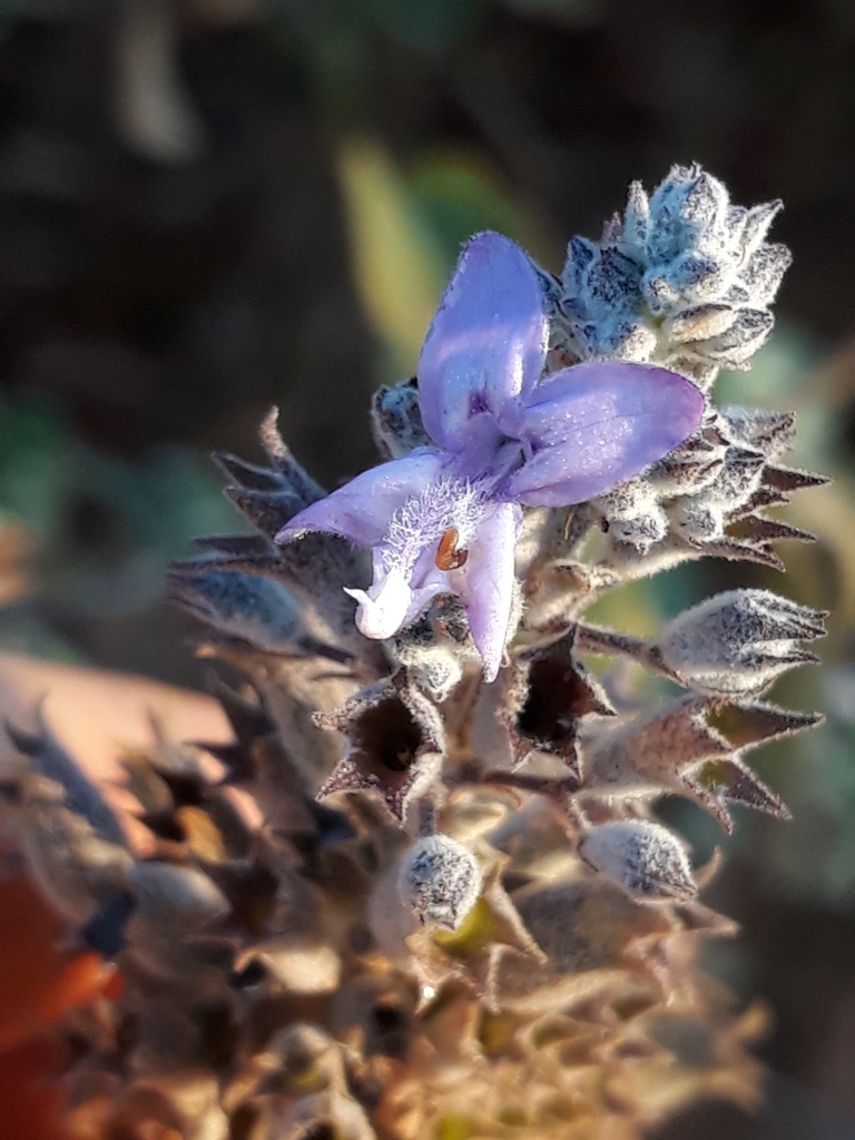 Hypenia paradisi