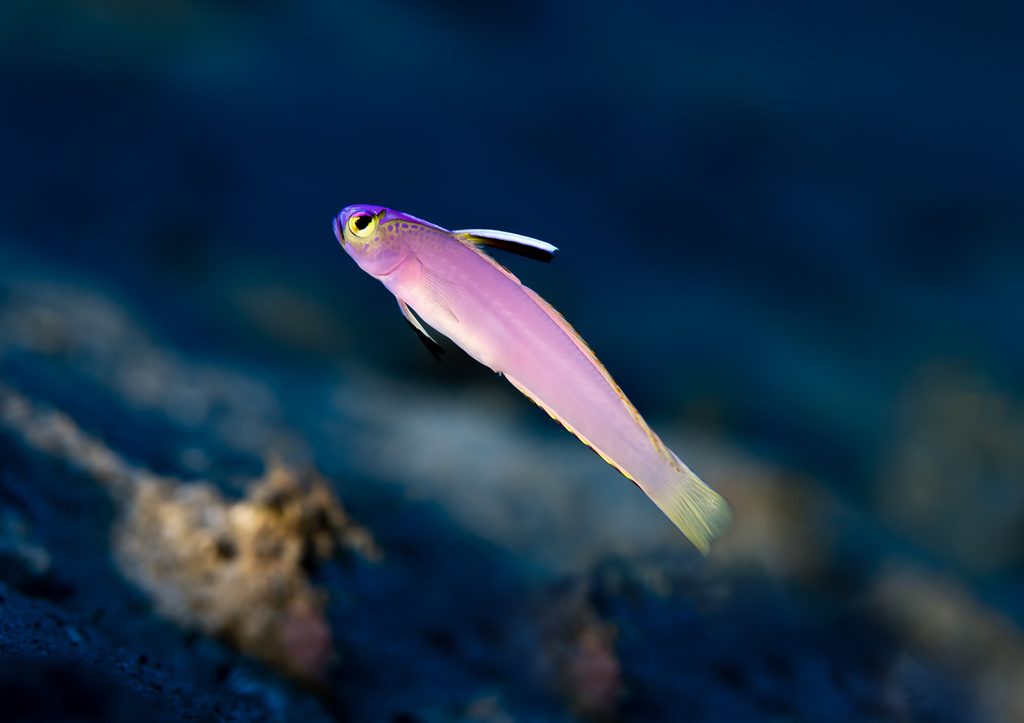 Helfrich's Dartfish from Cook Islands on March 19, 2023 at 0421 PM by