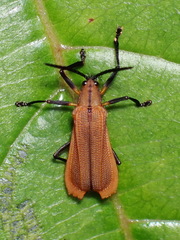 Image of Sceloenopla scherzeri