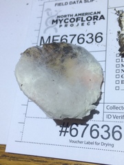 Hypomyces armeniacus