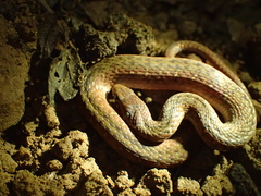 Hebius sauteri