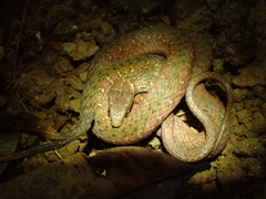 Hebius sauteri