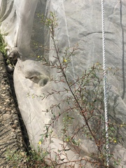 Ludwigia hyssopifolia