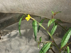 Ludwigia hyssopifolia