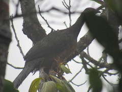 Chamaepetes goudotii