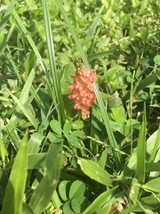 Indigofera spicata image