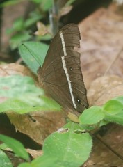 Parataygetis lineata