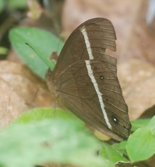 Parataygetis lineata