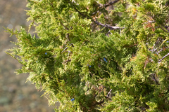 Juniperus maritima