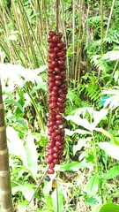 Calyptrocalyx