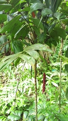 Calyptrocalyx