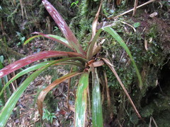 Guzmania