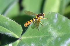 Sphaerophoria philanthus