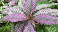 Strobilanthes auriculata dyeriana