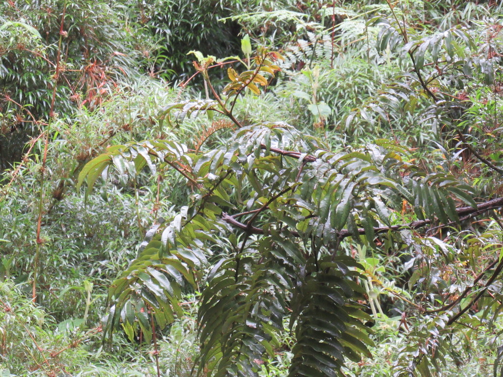 Brunellia subsessilis