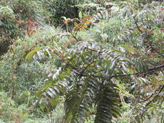 Brunellia subsessilis