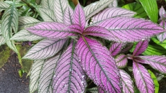 Strobilanthes auriculata dyeriana