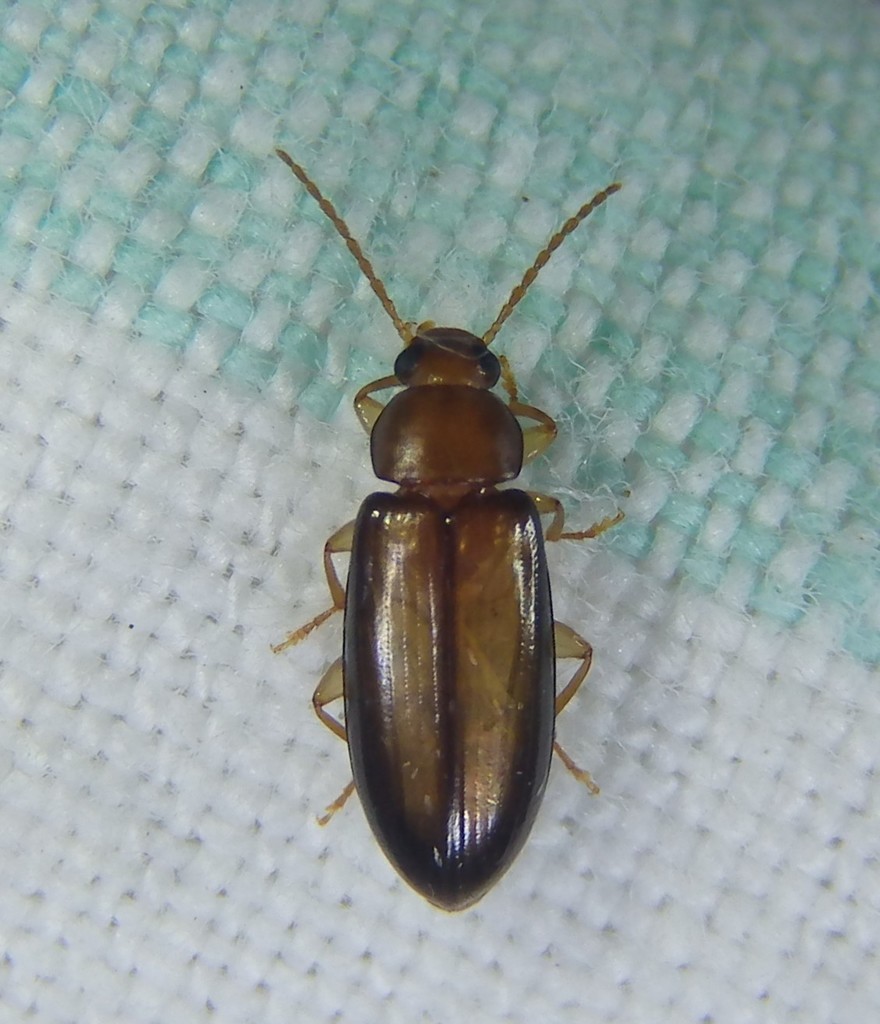 Hemicistela
