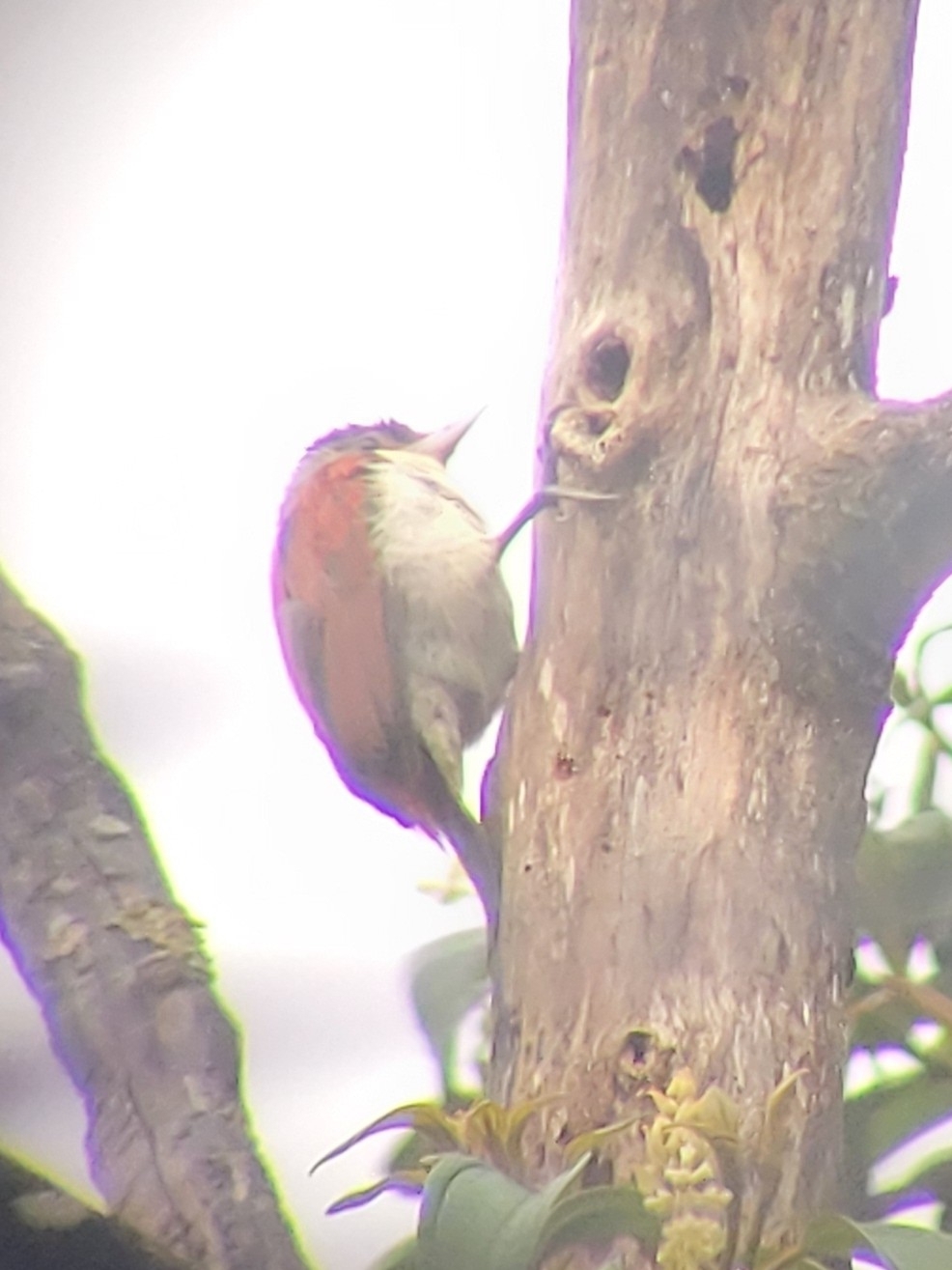 Scarlet-backed Woodpecker (Veniliornis callonotus), photo 5