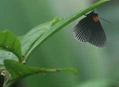 Hades noctula