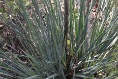 Yucca louisianensis
