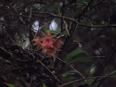 Epidendrum arevaloi