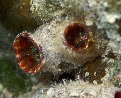 Red-Throated Ascidian photo 4